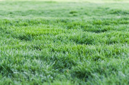Zoysia